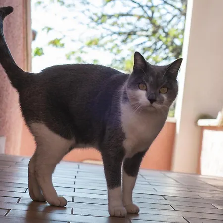 Lägenhet Casa Margot